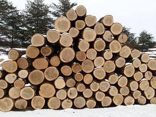 広葉樹を扱う原木市場「盛岡木材流通センター」をレポート